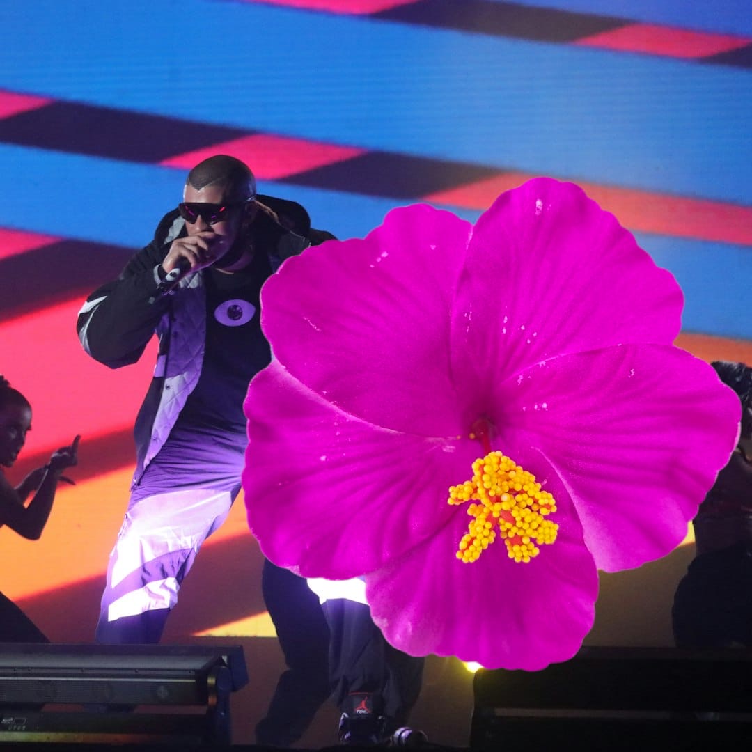 Flor de Maga 🌺