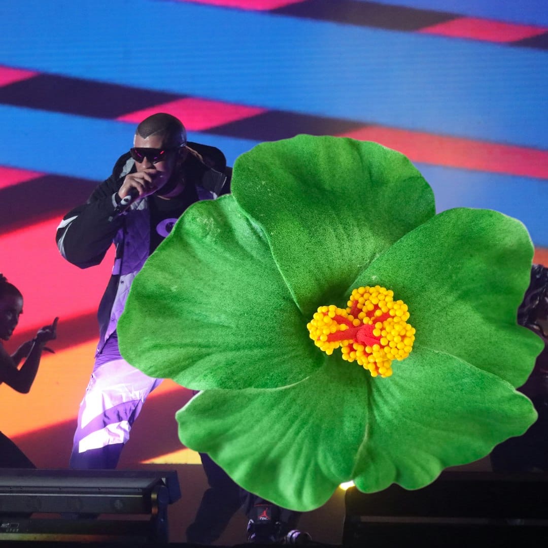 Flor de Maga 🌺